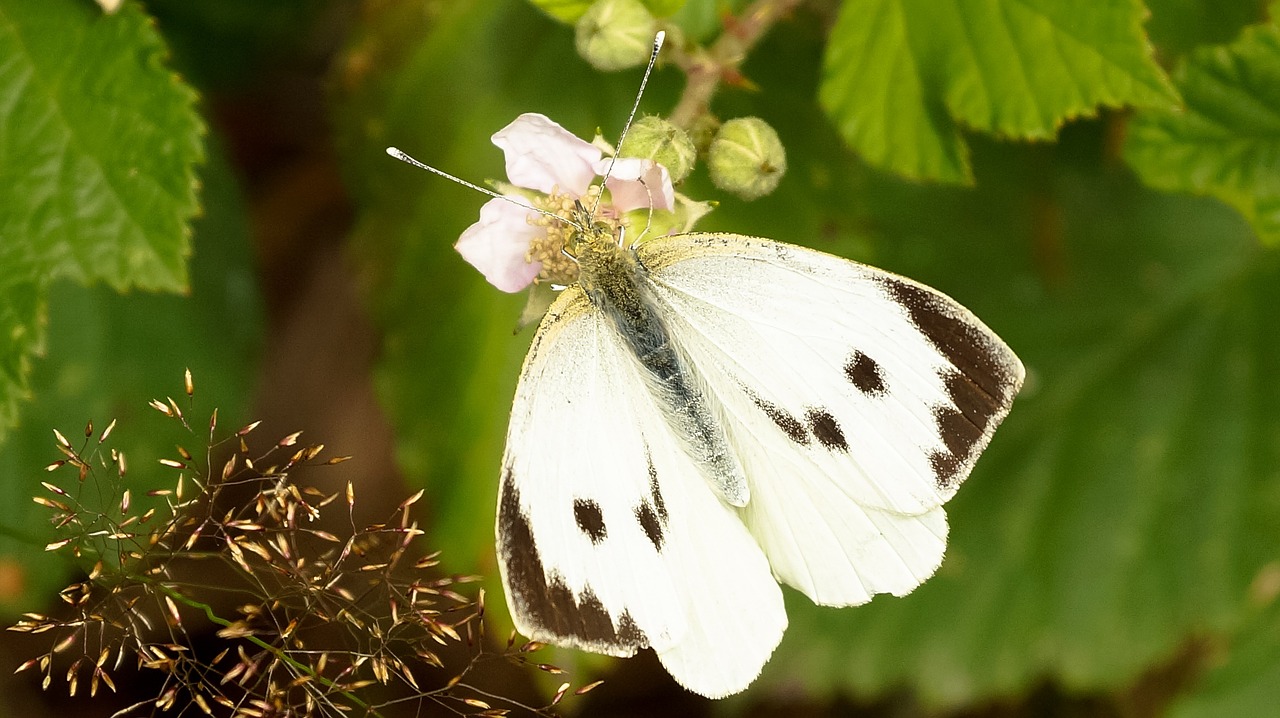 Drugelis,  Balta,  Kopūstų Drugelis,  Žiedas,  Pieris Brassicae,  Moteris,  Vabzdys,  Gyvūnas,  Gėlė,  Juodi Patarimai