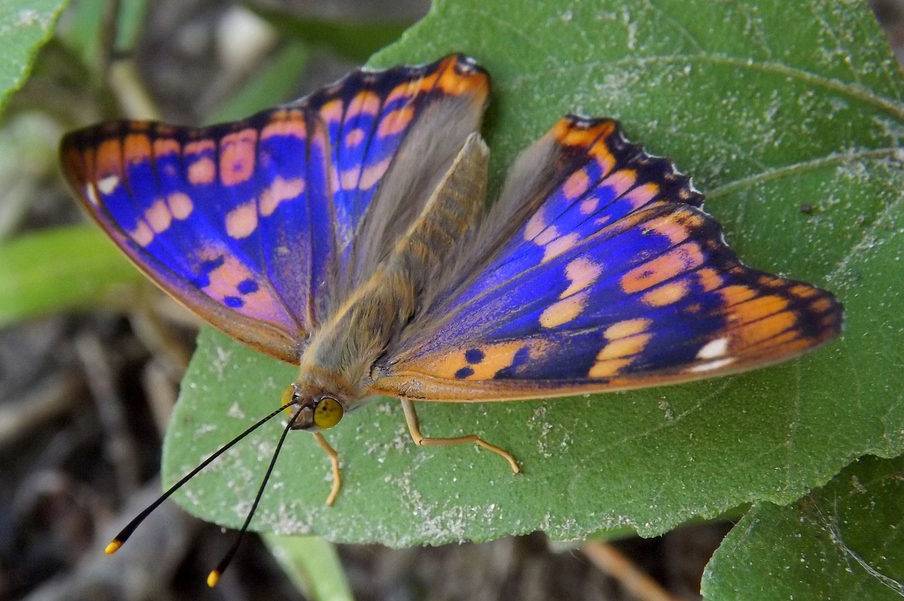 Drugelis, Mėlynas, Dažymas, Lapai, Insekta, Nemokamos Nuotraukos,  Nemokama Licenzija