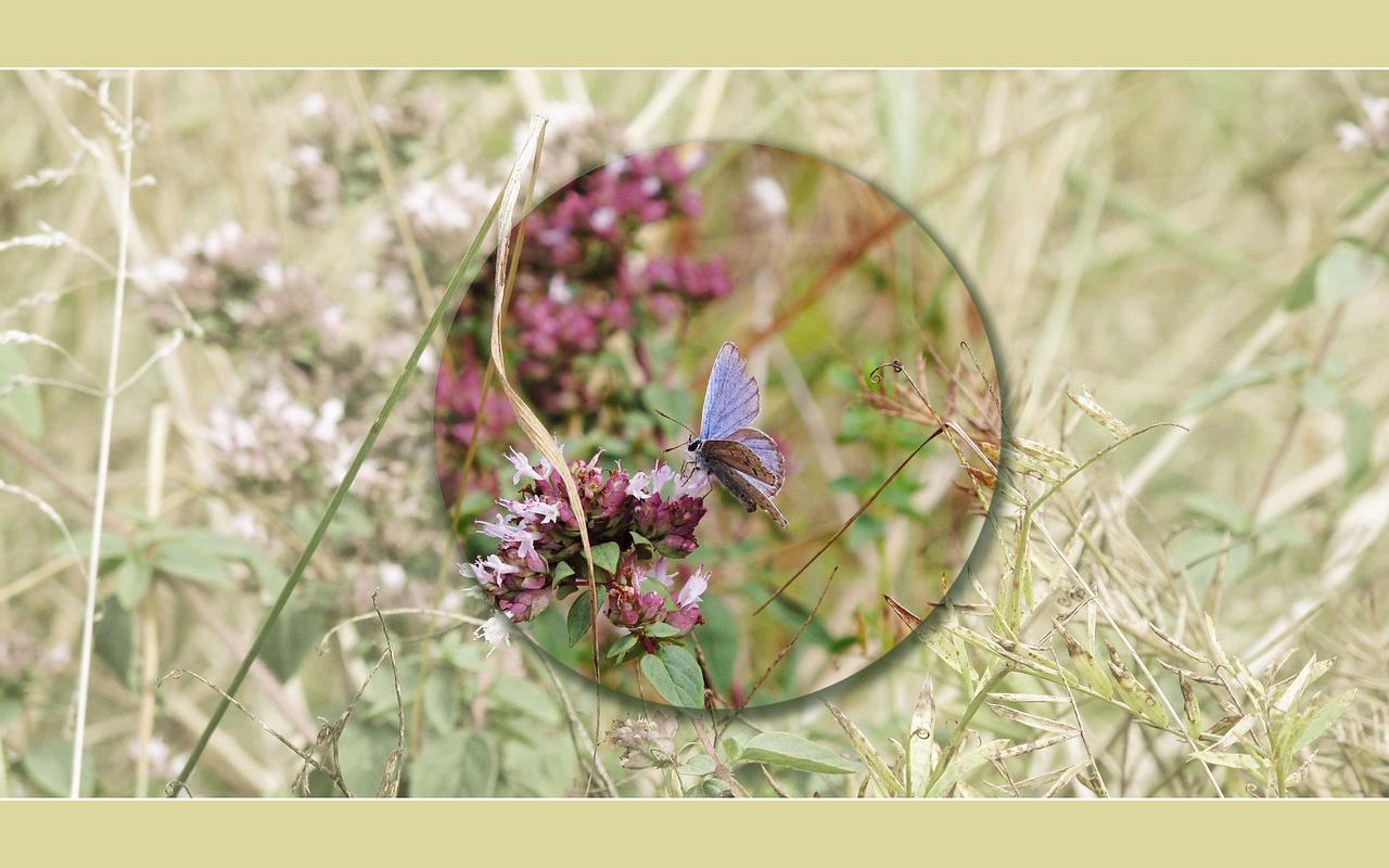 Drugelis, Fonas, Ekranas, Mėlynas, Oregano, Prairie, Nemokamos Nuotraukos,  Nemokama Licenzija