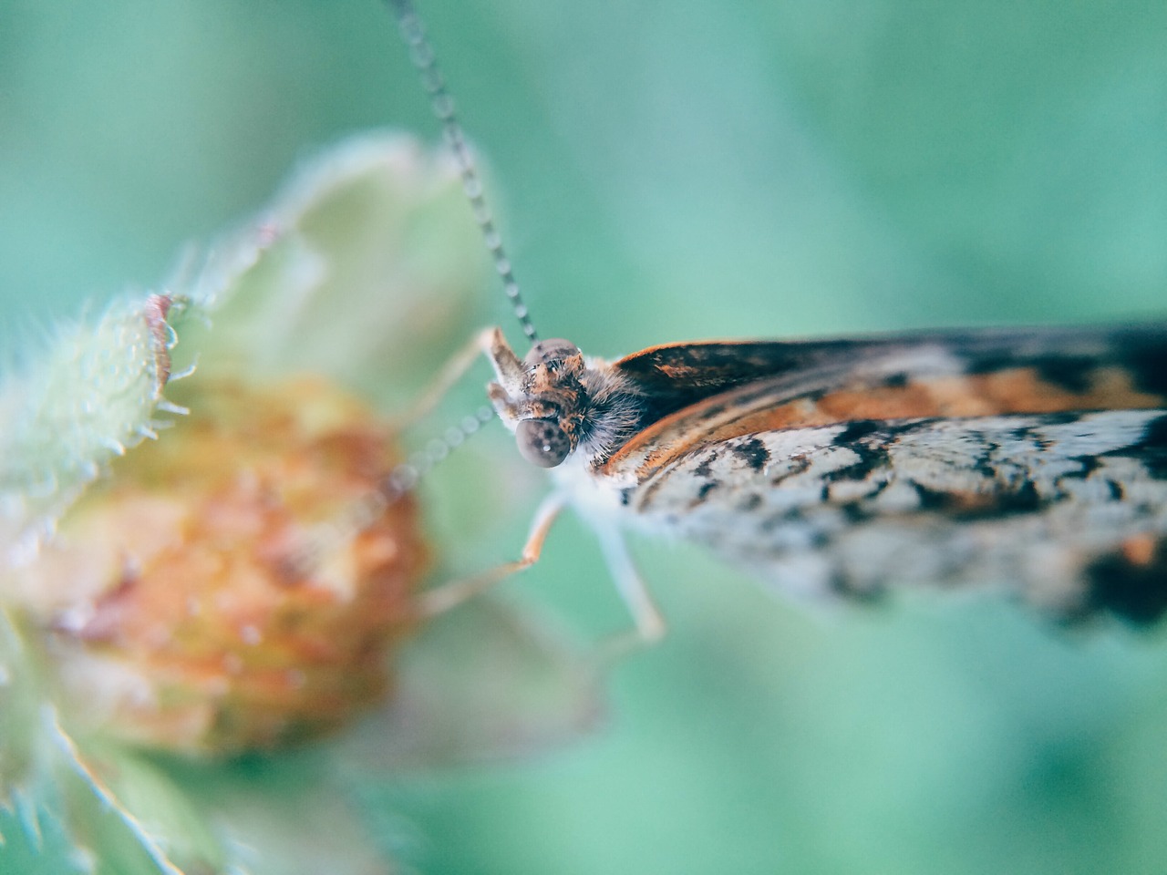 Drugelis, Vabzdys, Gėlė, Gamta, Nemokamos Nuotraukos,  Nemokama Licenzija