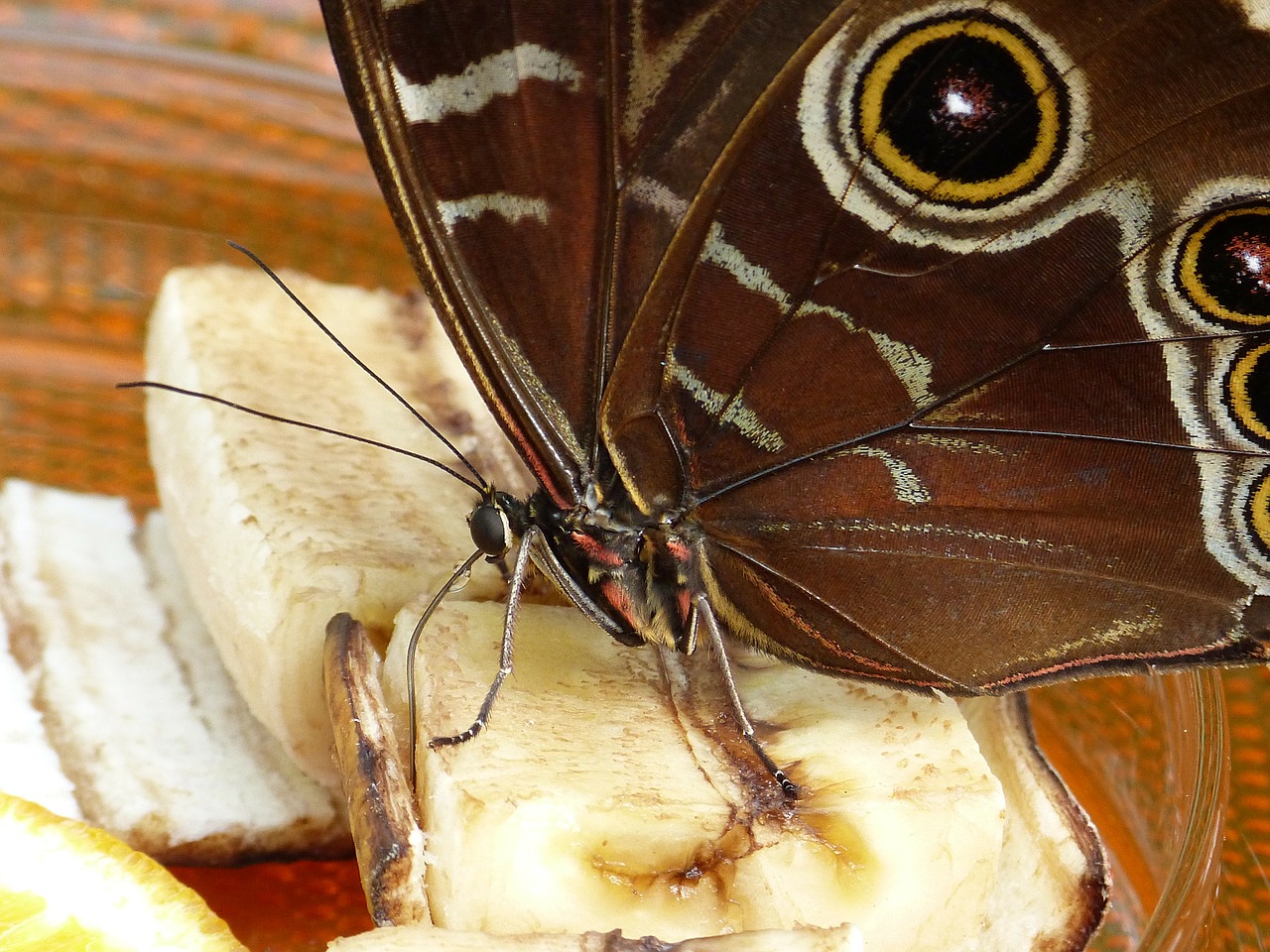 Drugelis, Noctuinae Antstatai, Proboscis, Čiulpia, Vabzdys, Gyvūnas, Nemokamos Nuotraukos,  Nemokama Licenzija