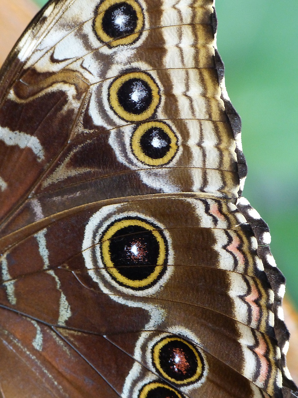 Drugelis, Noctuinae Antstatai, Sparnas, Vabzdys, Gyvūnas, Nemokamos Nuotraukos,  Nemokama Licenzija