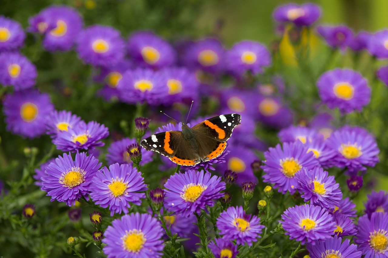 Drugelis, Admirolas, Gėlės, Vabzdys, Edelfalter, Spalvinga, Gyvūnų Pasaulis, Raudonasis Admirolas, Aster, Ant Gėlių