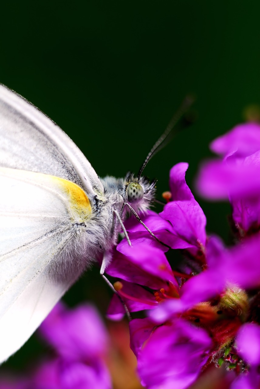 Drugelis, Vabzdžiai, Gėlės, Prispausti, Makro, Nemokamos Nuotraukos,  Nemokama Licenzija