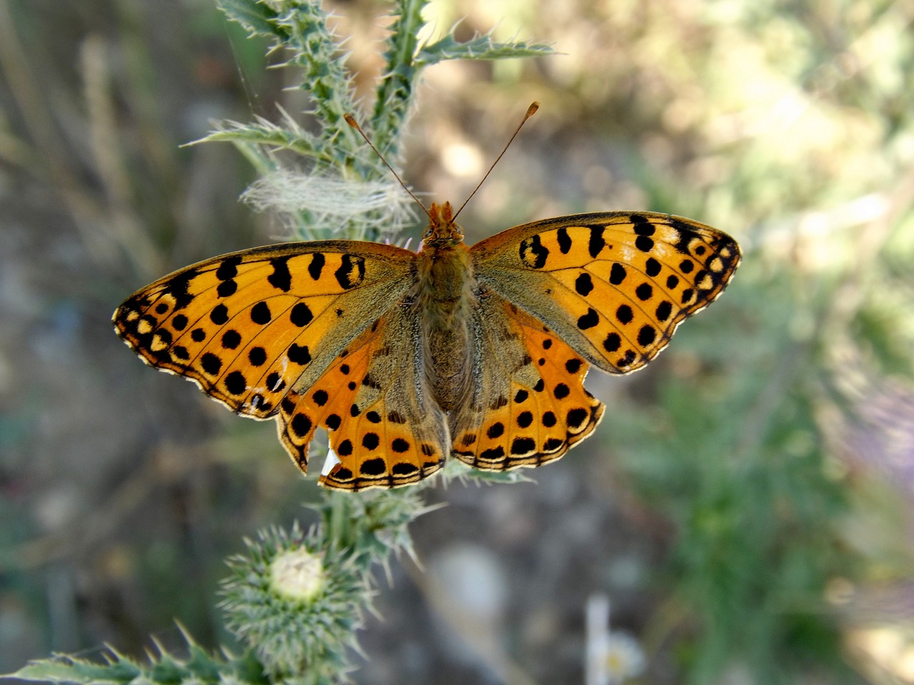 Drugelis, Dažymas, Oranžinė, Insekta, Gamta, Geltona, Vabzdys, Sodas, Parkas, Nemokamos Nuotraukos