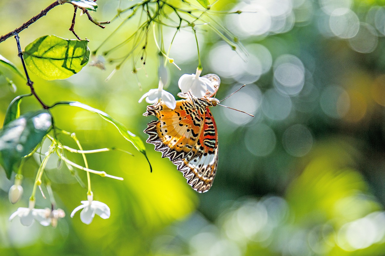 Drugelis, Bokeh, Gėlės, Nemokamos Nuotraukos,  Nemokama Licenzija