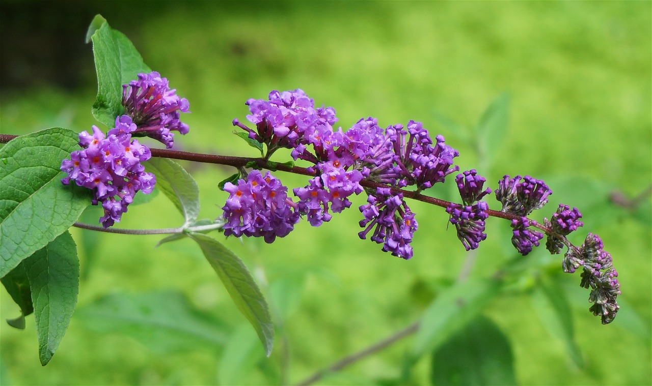 Drugelis Krūmas, Sodas, Gėlė, Žiedas, Žydėti, Violetinė, Augalai, Krūmai, Gamta, Nemokamos Nuotraukos