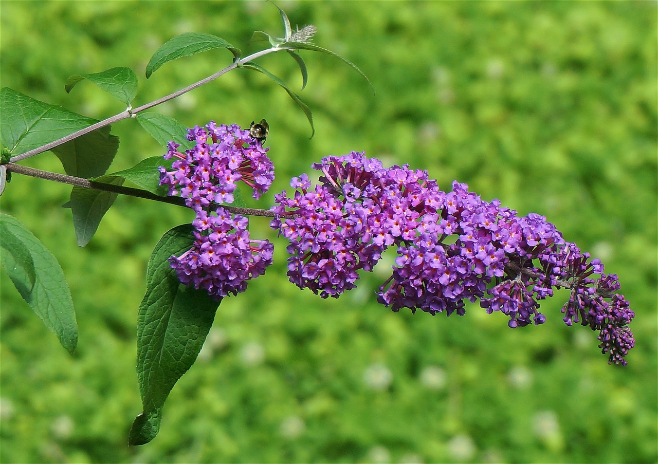 Drugelis Krūmas, Buddleja, Bičių, Gėlė, Žiedai, Žydėti, Sodas, Gamta, Pavasaris, Violetinė