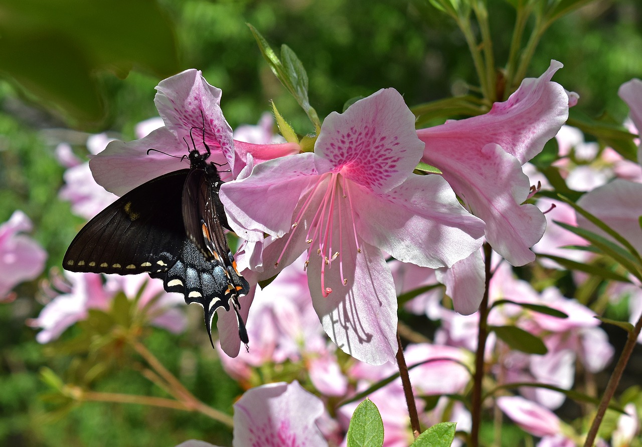 Drugelis Azalijoje, Azalija, Swallowtail Drugelis, Iš Dalies Tamsintas, Apdulkintojas, Vabzdys, Gyvūnas, Fauna, Gėlė, Žiedas