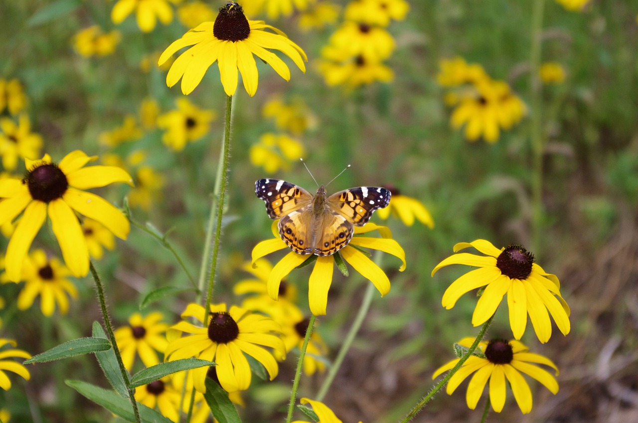 Drugelis Juodaakiai Susan,  Juodaakiai,  Susan,  Rudbeckia Hirta,  Rudbeckia,  Hirta,  Saulėgrąžų Augalų,  Žydėjimo,  Ežiuolė,  Geltonos Ramunės