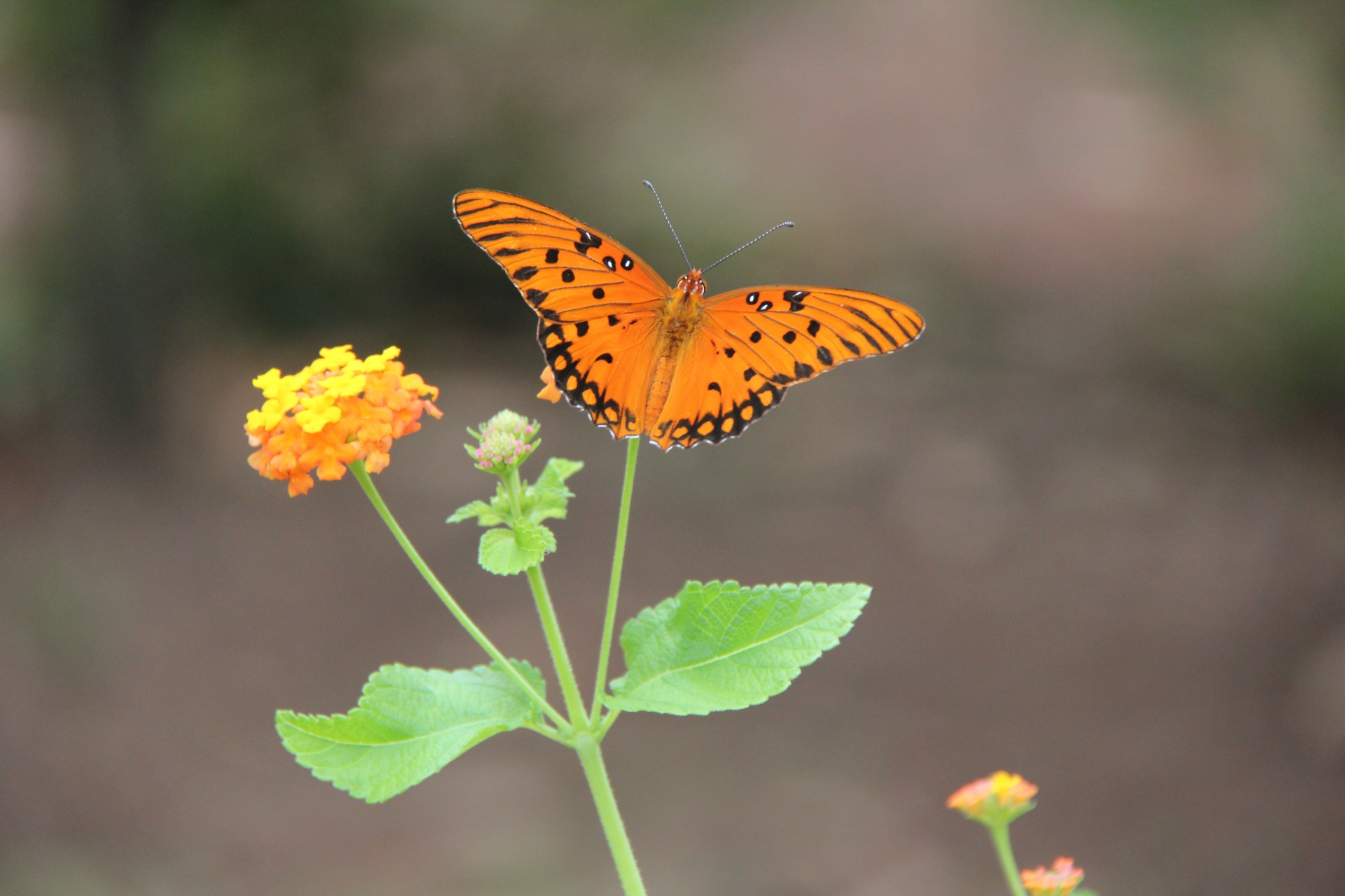 Drugelis,  Lantana,  Vasara,  Gamta,  Drugelis Ant Lantano, Nemokamos Nuotraukos,  Nemokama Licenzija