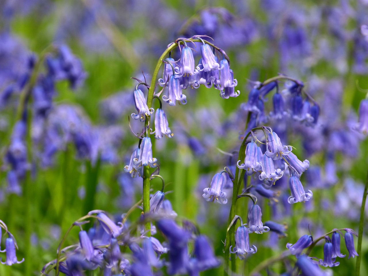 Drugelis Orchidėja, Atlantic Hasenglöckchen, Hyacinthoides Non Scripta, Pavasaris, Mėlynas, Gėlė, Žydėti, Mėlyna Gėlė, Nemokamos Nuotraukos,  Nemokama Licenzija