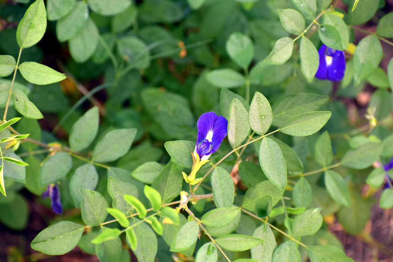 Drugelis Žirnis, Clitoria Ternatea Vynuoges, Cordofan-Žirnis, Mėlyna Gėlė, Nemokamos Nuotraukos,  Nemokama Licenzija