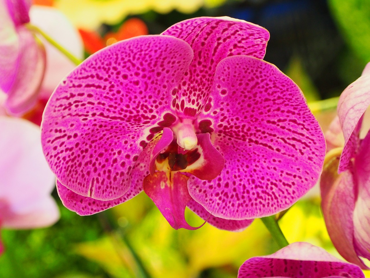 Drugelis Falklando Salose, Orchidėja, Violetinė, Taipei Gėlių Rinka, Vieta, Nemokamos Nuotraukos,  Nemokama Licenzija