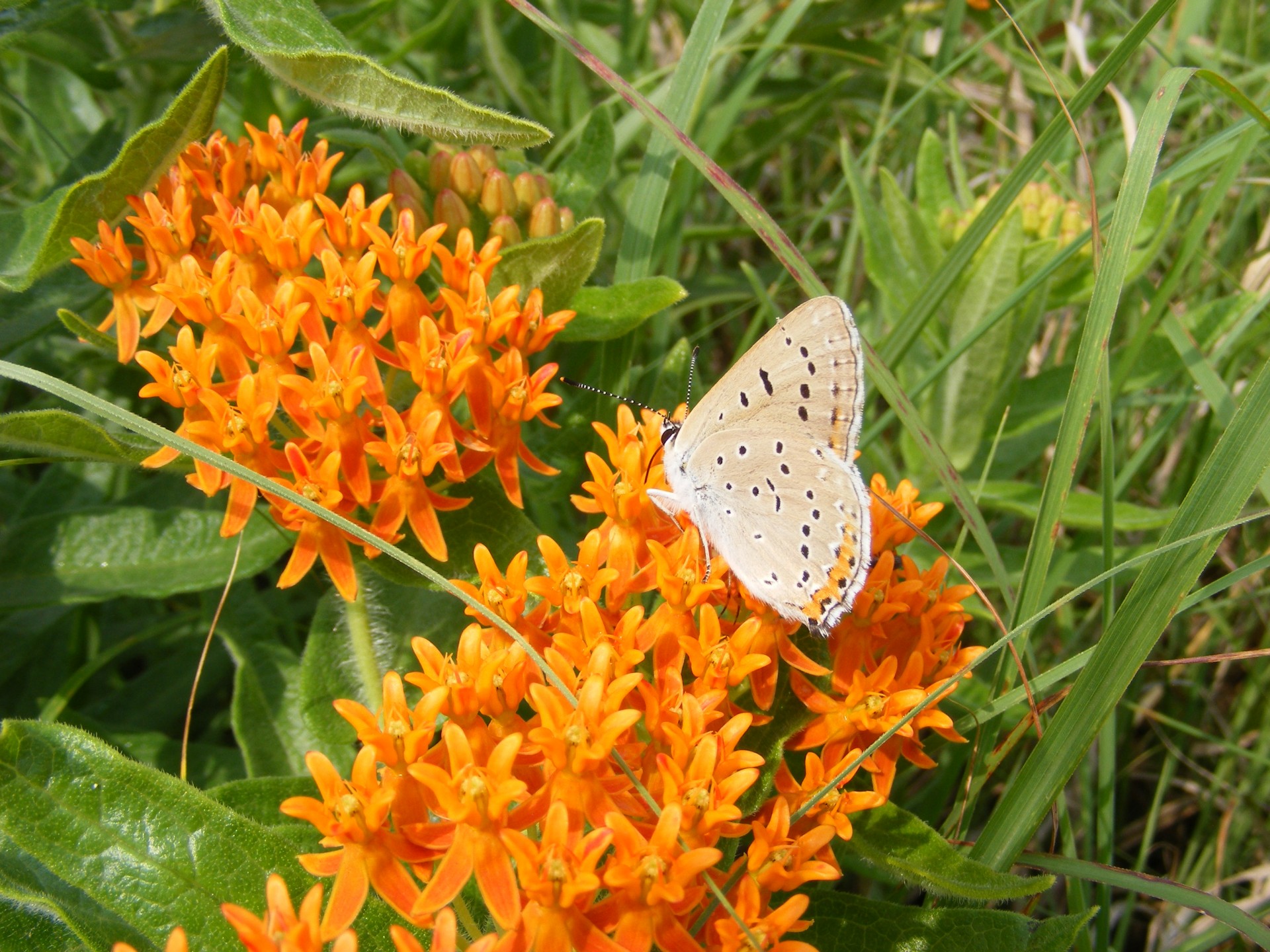 Gamta,  Gėlė,  Gėlės,  Wildflower,  Laukinės Vasaros Spalvos,  Drugelis,  Drugelis Piktžolių Su Drugeliu, Nemokamos Nuotraukos,  Nemokama Licenzija