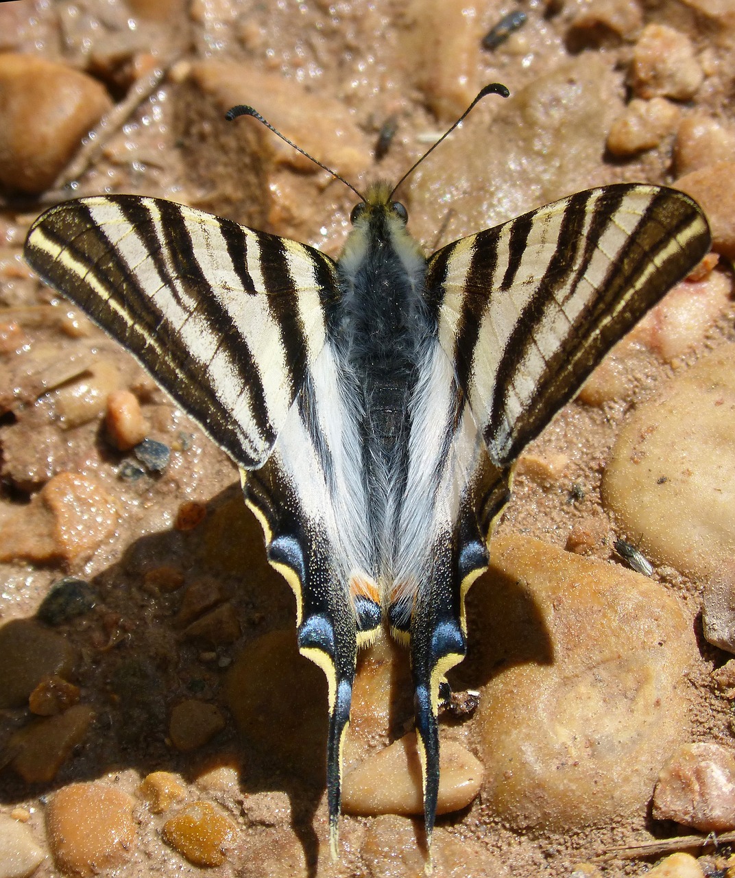 Drugelis Zebra,  Drugelis Cebrada,  Menkavertis Lazdelė,  Polidario,  Xuclallet,  Gamta,  Laukinis Gyvenimas,  Animalia,  Rhopalocera,  Be Honoraro Mokesčio