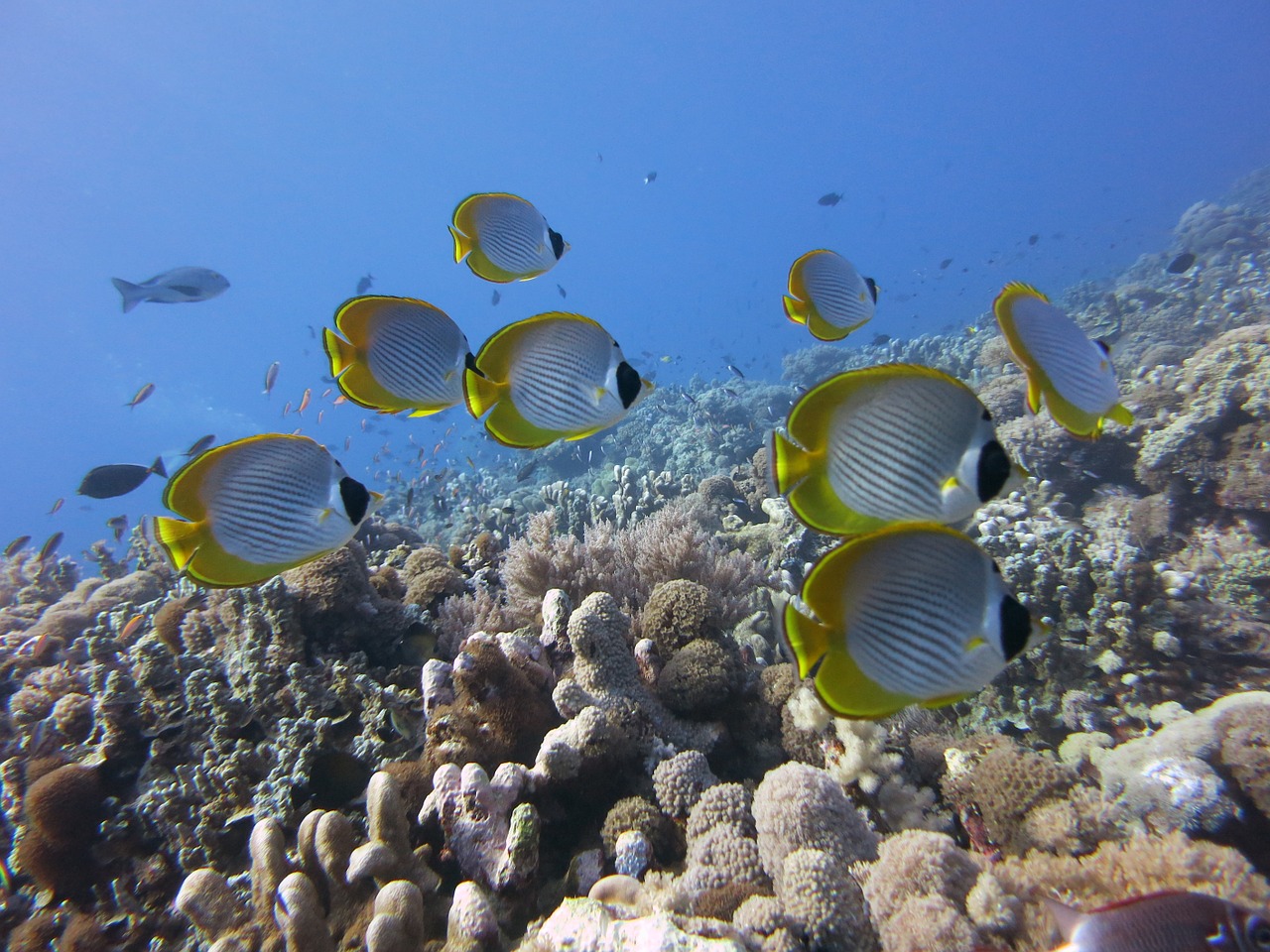 Butterflyfish, Pandos Drugeliai, Koralas, Rifas, Gamta, Vandenynas, Gyvūnai, Povandeninis, Žuvis, Gyvenimas