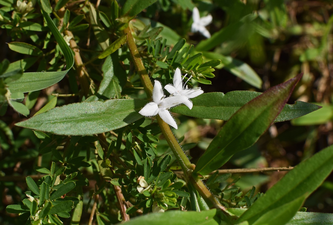 Pelkė Gėlė, Žiedas, Žydėti, Wildflower, Augalas, Gamta, Balta, Mažas, Nemokamos Nuotraukos,  Nemokama Licenzija