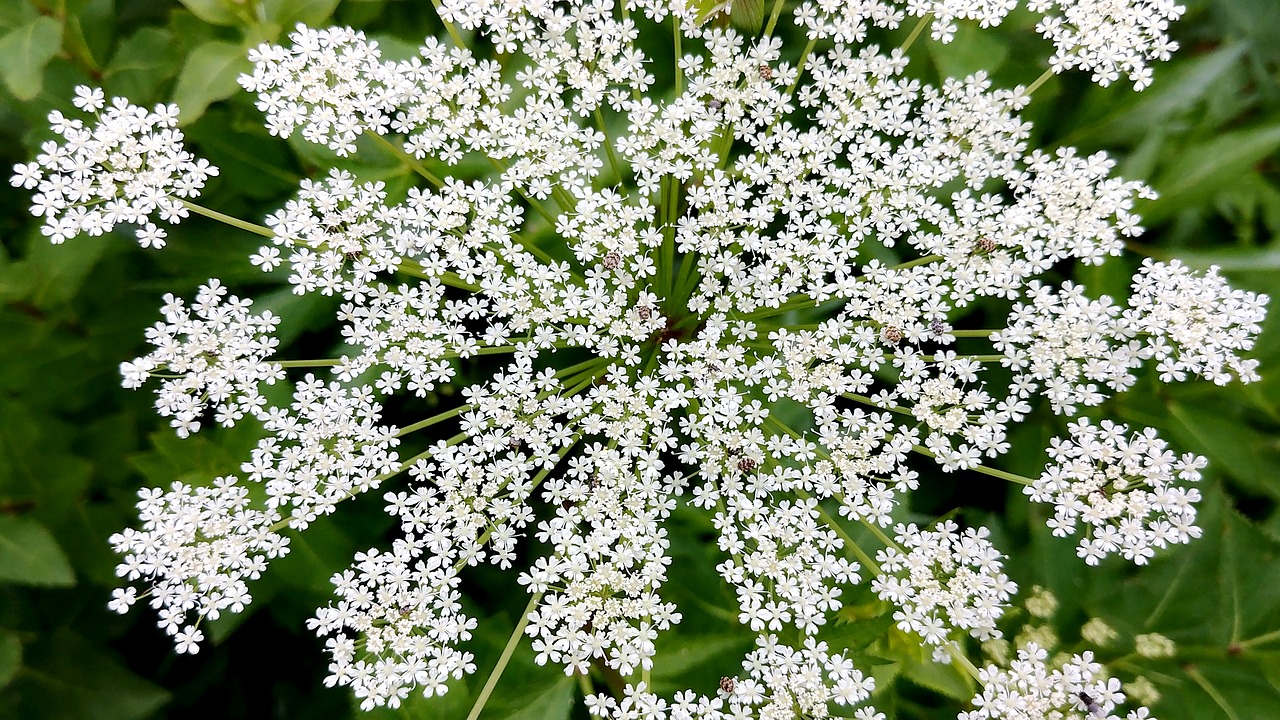 Pirkti Bambuko Gėlę,  Gana Gėlės,  Maža Gėlė,  Angelica Gėlių,  Baltos Gėlės,  Vasaros Gėlės,  Šviesus,  Sedžongas,  Korėja, Nemokamos Nuotraukos