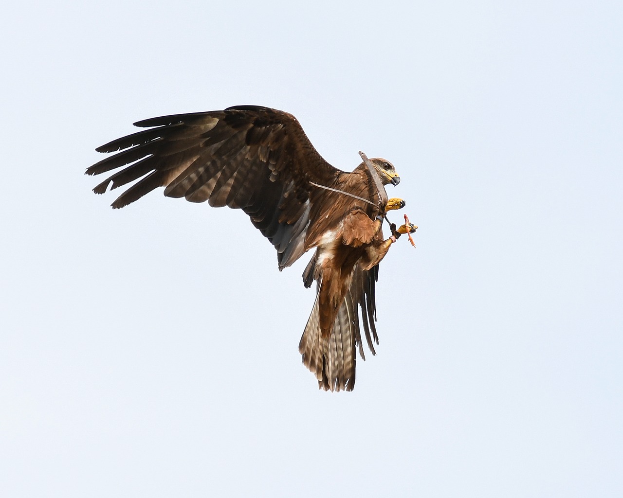 Buzzard, Raptoras, Skrydis, Paukštis, Dangus, Valgyti, Nemokamos Nuotraukos,  Nemokama Licenzija