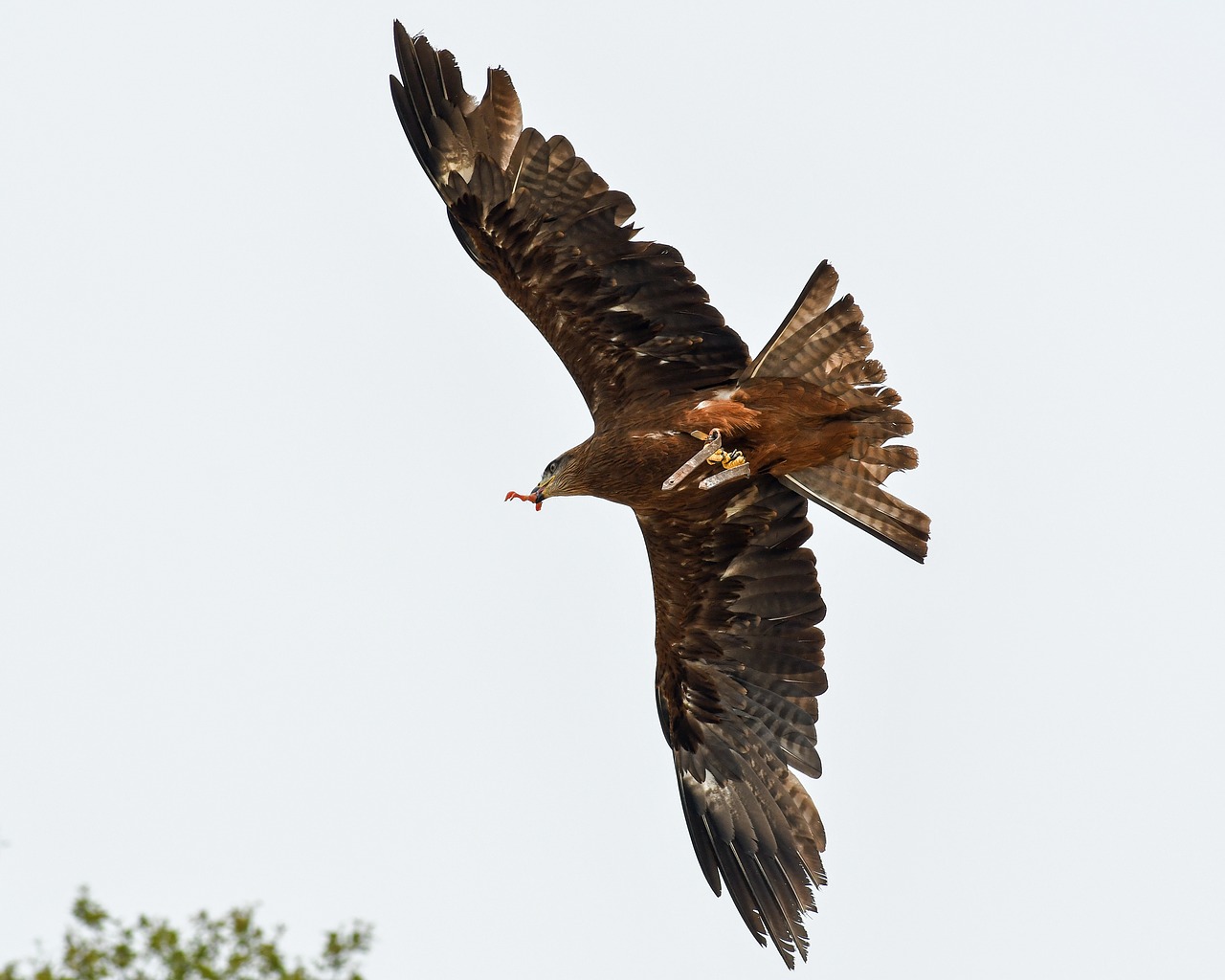 Buzzard, Raptoras, Skrydis, Paukštis, Dangus, Valgyti, Nemokamos Nuotraukos,  Nemokama Licenzija