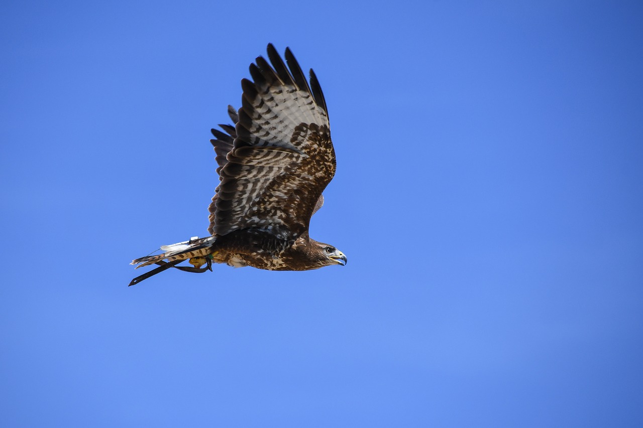 Buzzard, Raptoras, Skrydis, Paukštis, Dangus, Mėlynas, Nemokamos Nuotraukos,  Nemokama Licenzija