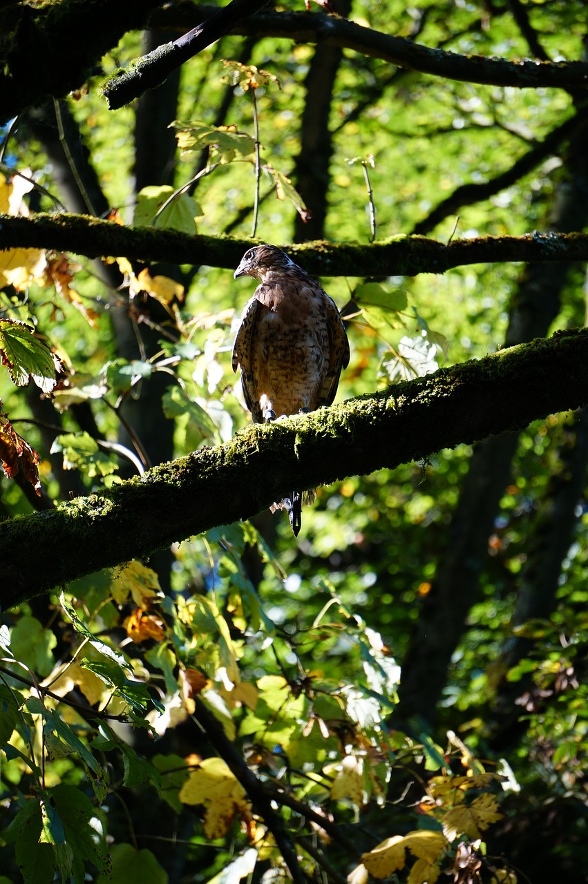 Buzzard, Raudonieji Gobelenai, Pietų Amerika, Paukštis, Raptoras, Plumėjimas, Zoologijos Sodas, Nemokamos Nuotraukos,  Nemokama Licenzija