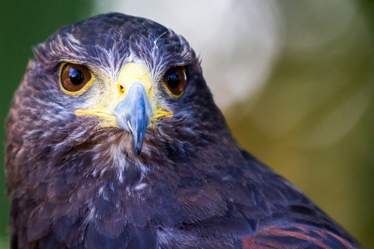 Buzzard, Paukštis, Plėšrusis Paukštis, Raptoras, Vanagas, Uždaryti, Akys, Sąskaitą, Plunksna, Nemokamos Nuotraukos