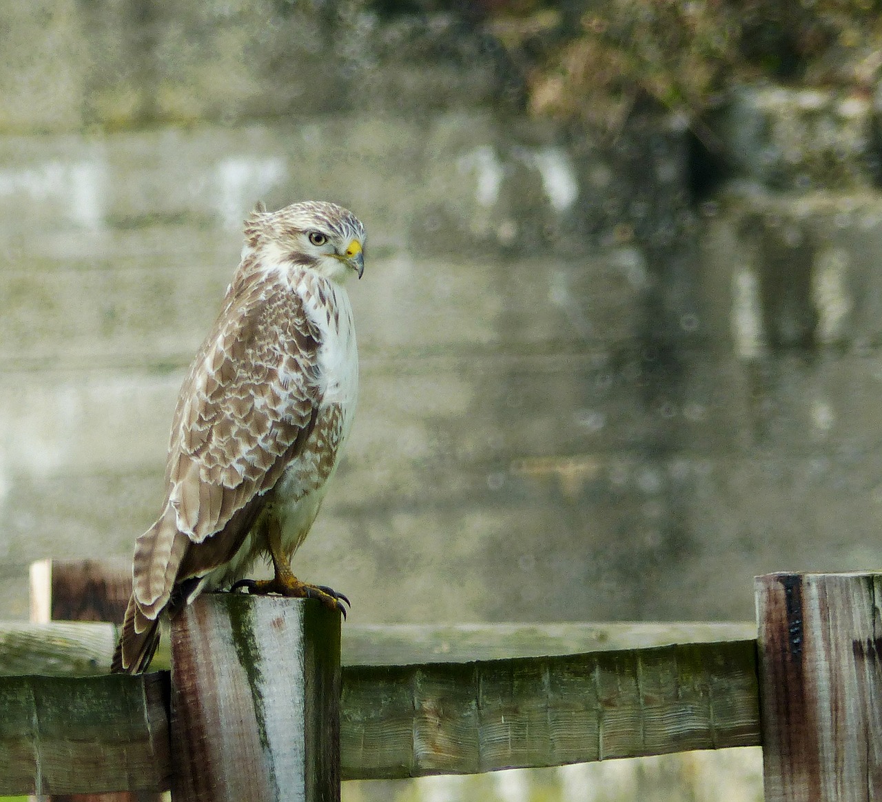 Buzzard, Šviesesnė Gobtuvėlis, Bendras Gobtukas, Nemokamos Nuotraukos,  Nemokama Licenzija