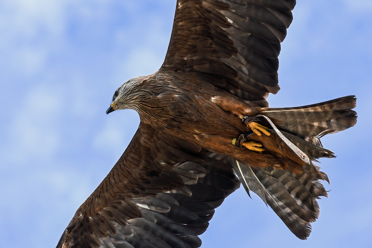 Buzzard, Skristi, Raptoras, Paukštis, Dangus, Nemokamos Nuotraukos,  Nemokama Licenzija