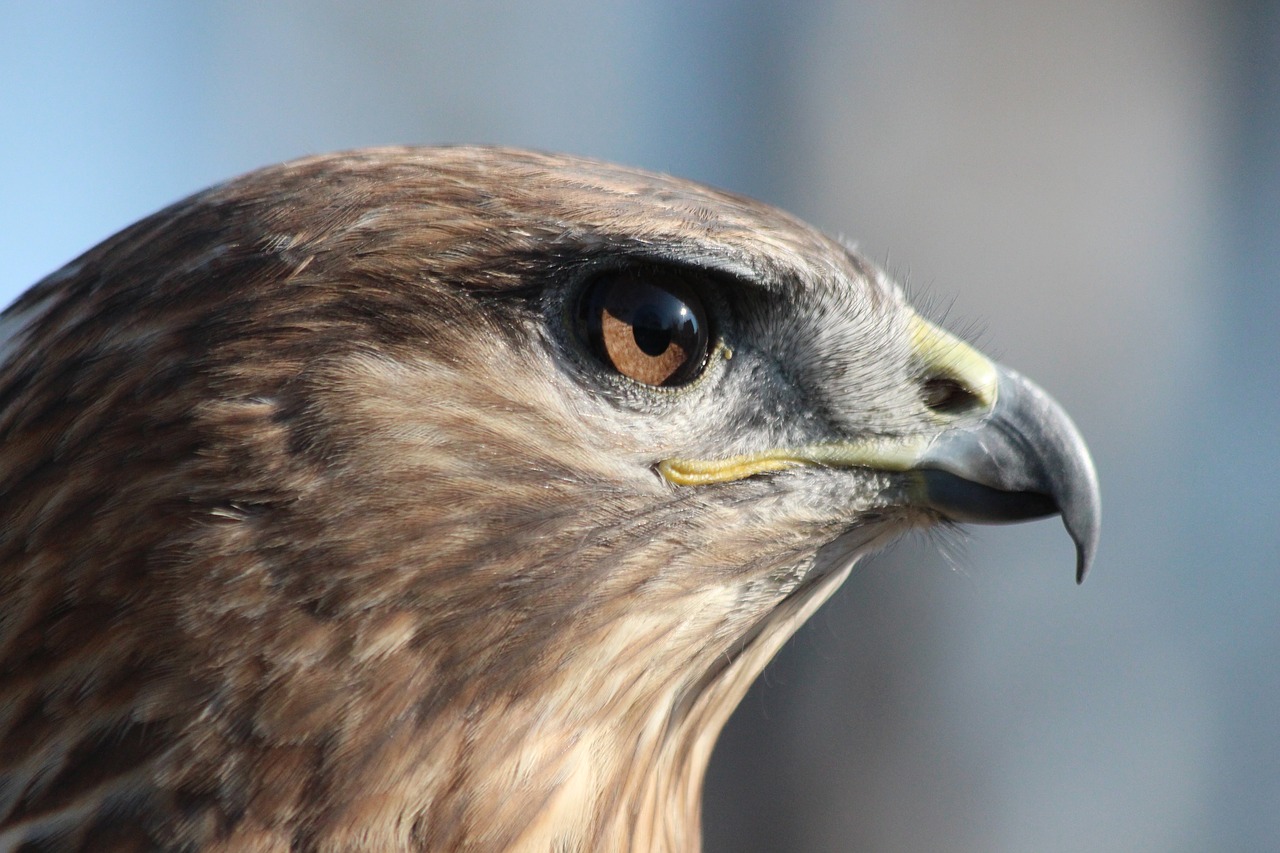 Suopis,  Paukštis,  Plėšrusis Paukštis,  Buteo Rufinus,  Plunksnuočių Lenktynės,  Dienos Paukščiai,  Galva,  Floros,  Akių,  Snapas