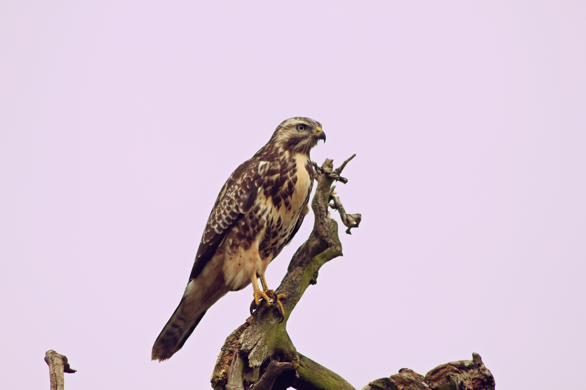 Buzzard,  Medis,  Kumpas,  Paukštis,  Raptoras,  Grobis,  Garsiakalbis Ant Medžio, Nemokamos Nuotraukos,  Nemokama Licenzija