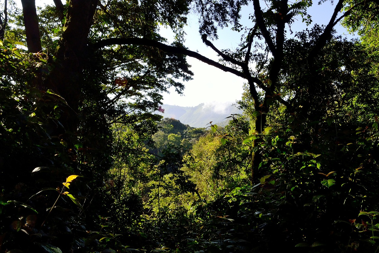 Bwindi Neperšlampamas Miškas, Uganda, Afrika, Gamta, Gražus, Kraštovaizdis, Medis, Šalis, Lauke, Nemokamos Nuotraukos