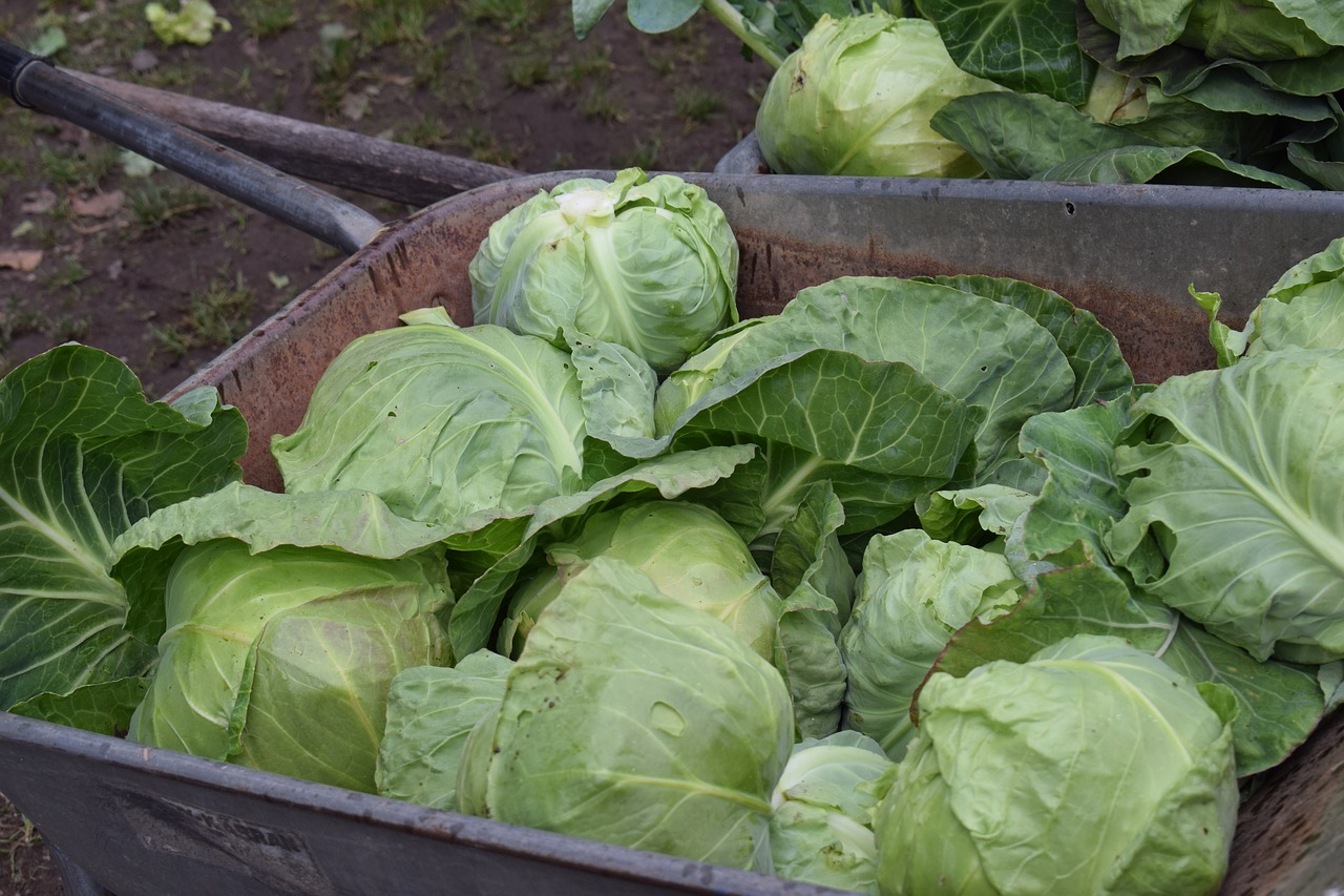 Kopūstai, Šviežias, Daržovių, Daržovės, Šviežios Daržovės, Vegetariškas, Motina, Naudinga, Ekologiškas, Sodinukai