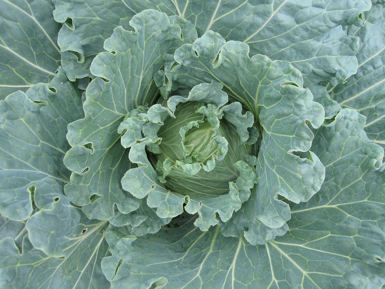 Kopūstai, Brassica, Daržovių, Ekologiškas, Augalas, Žalias, Maistas, Augti, Sodininkystė, Oleracea
