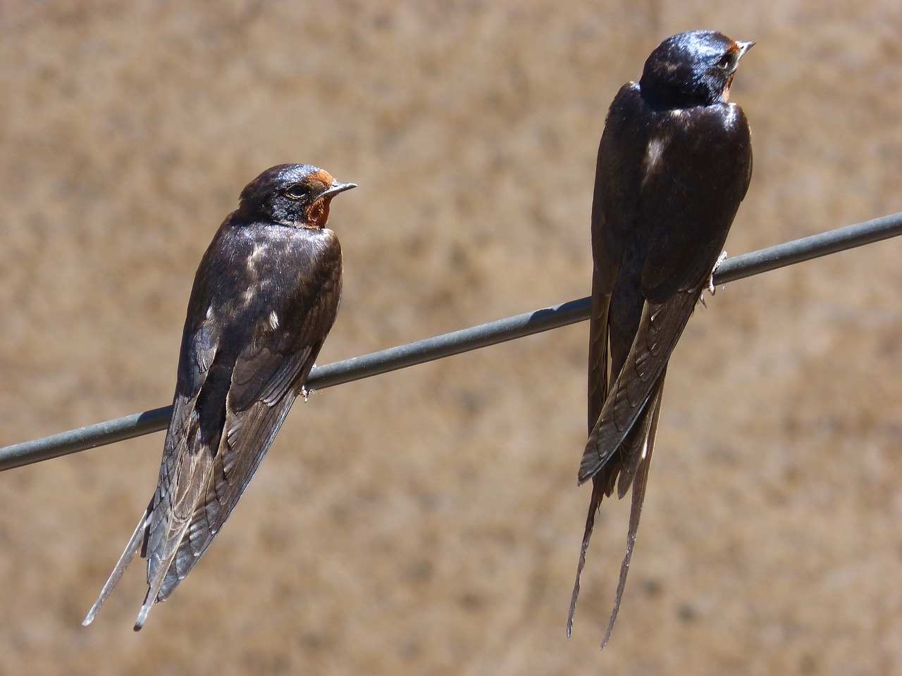 Kabelis, Nuryti, Pora, Oreneta, Hirundo Rustica, Nemokamos Nuotraukos,  Nemokama Licenzija