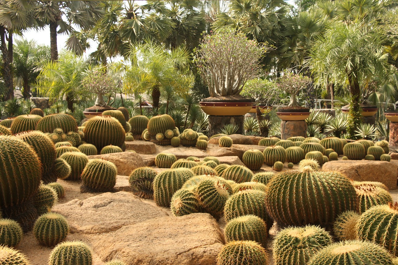 Kaktusai, Parkas, Šiluma, Tailandas, Nemokamos Nuotraukos,  Nemokama Licenzija