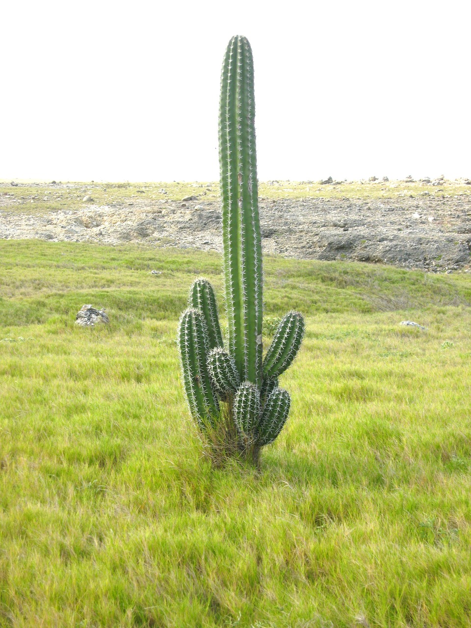Kaktusai,  Kraštovaizdis,  Aruba, Nemokamos Nuotraukos,  Nemokama Licenzija