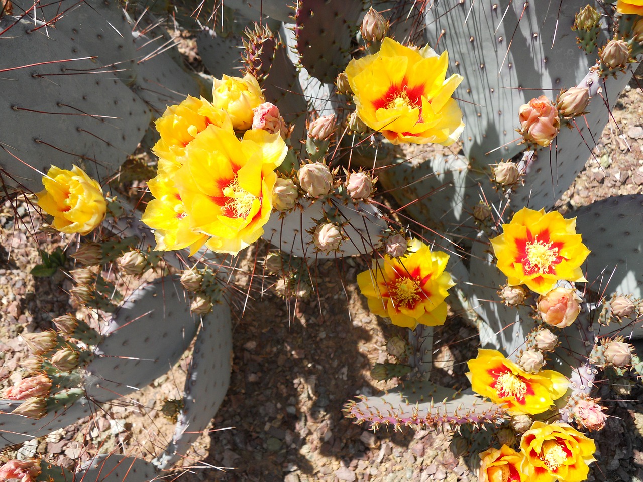 Kaktusas, Žydėti, Dygliuotas Kriaušes, Gėlė, Arizona, Augalas, Nemokamos Nuotraukos,  Nemokama Licenzija