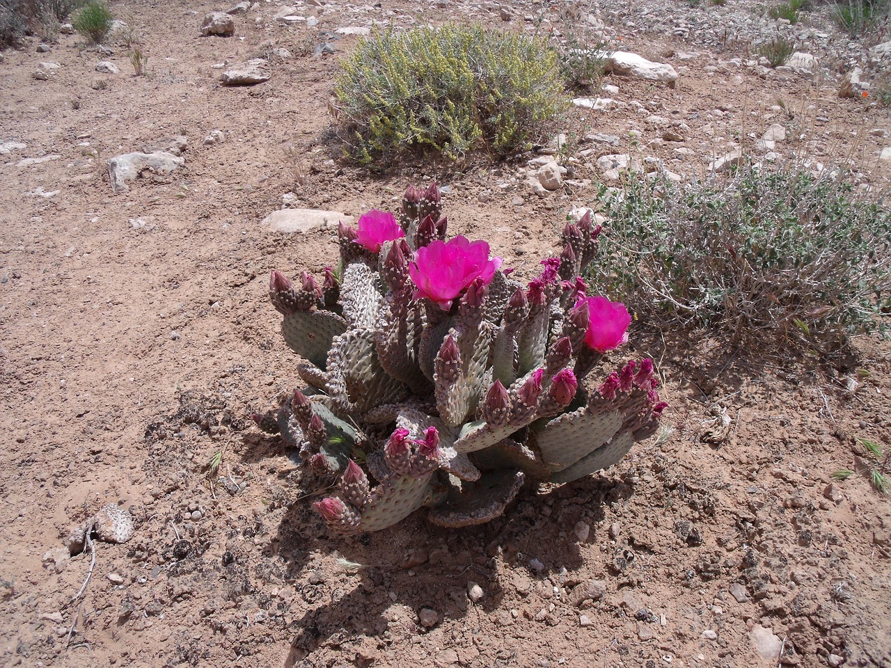 Kaktusas, Dykuma, Nevada, Nemokamos Nuotraukos,  Nemokama Licenzija