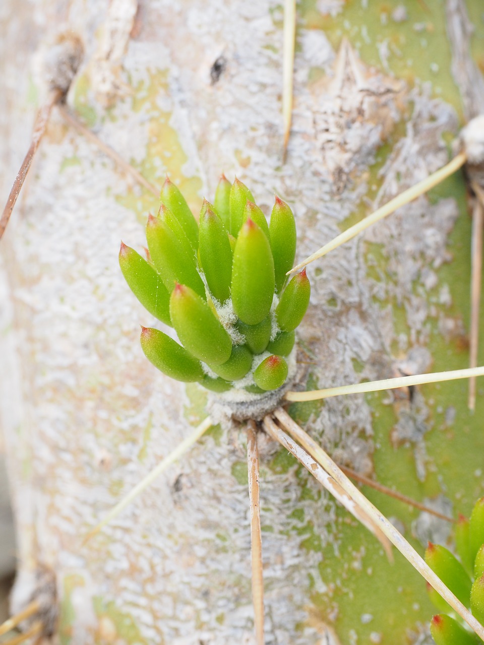 Kaktusas, Opuntia, Variklis, Sluoksnis, Žalias, Austrocylindropuntia Subulata, Pereskia Subulata, Opuntia Subulata, Cylindropuntia Subulata, Maihueniopsis Subulata