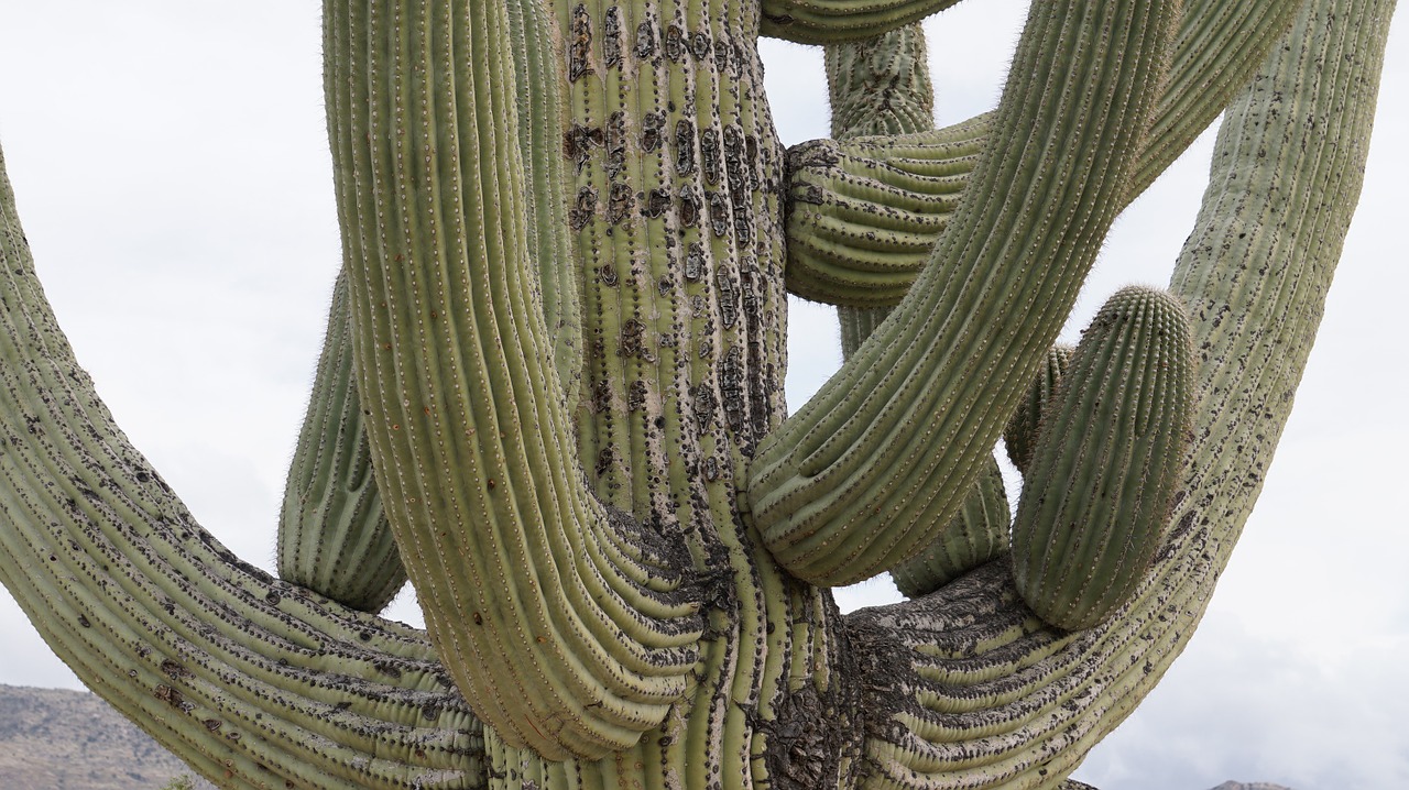 Kaktusas, Arizona, Tucson, Kaktusas Sodas, Gamta, Nemokamos Nuotraukos,  Nemokama Licenzija