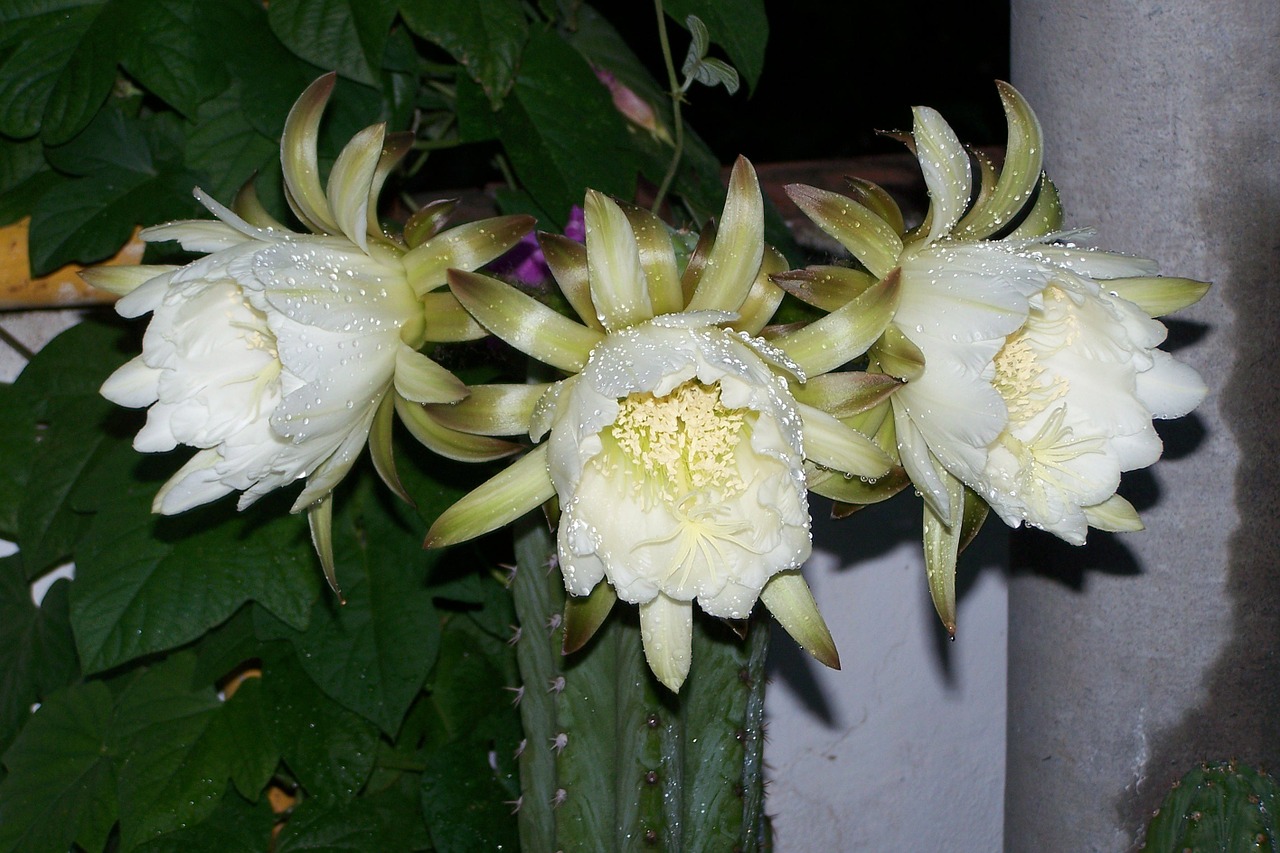 Kaktusas, Perujos Deglas, Gėlė, Nemokamos Nuotraukos,  Nemokama Licenzija