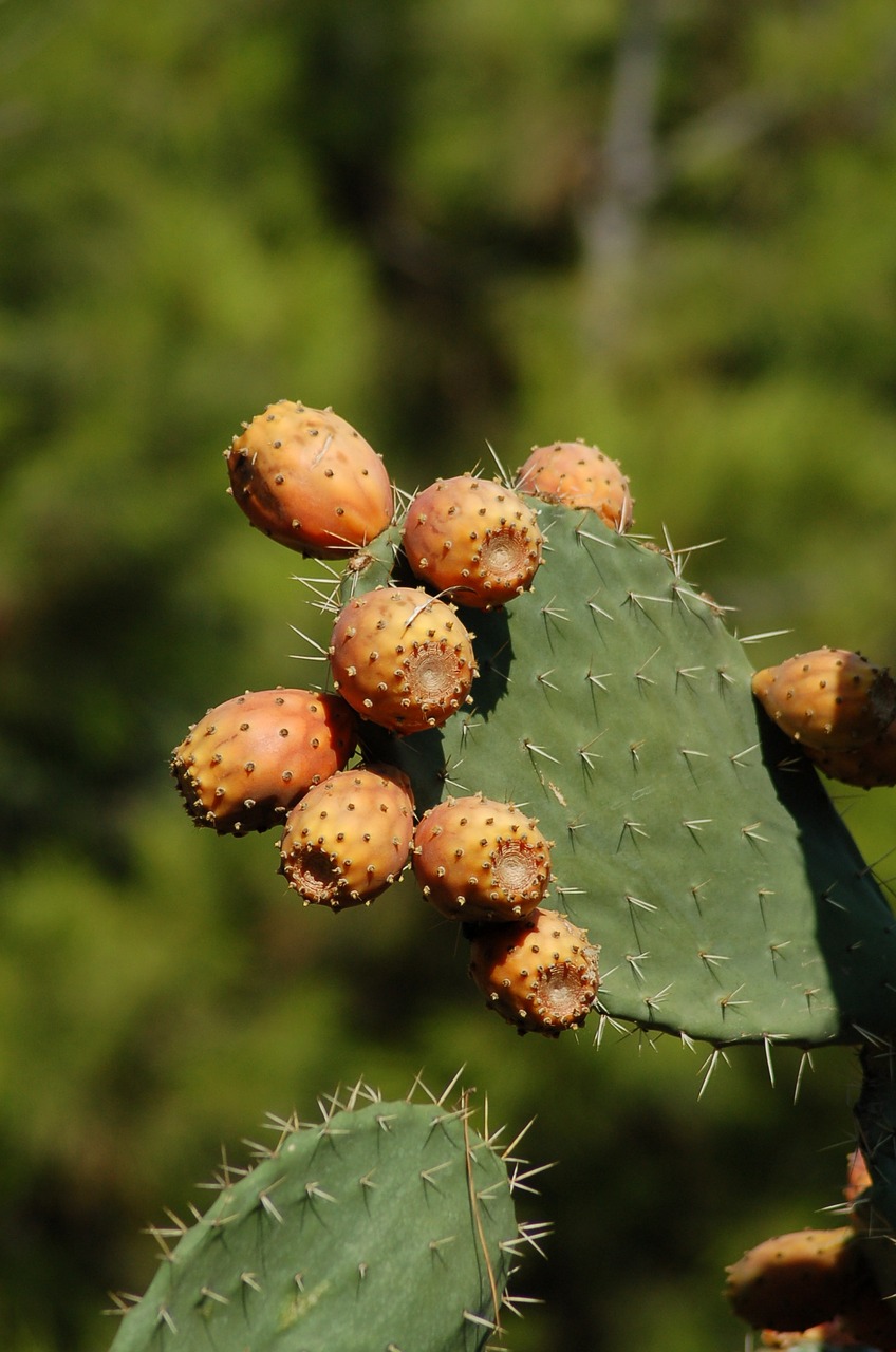 Kaktusas, Dygliuotas Kriaušių Kaktusas, Kaktusai, Augalas, Gamta, Opuntia, Kaktusai, Dygliuotas, Vaisiai, Nemokamos Nuotraukos