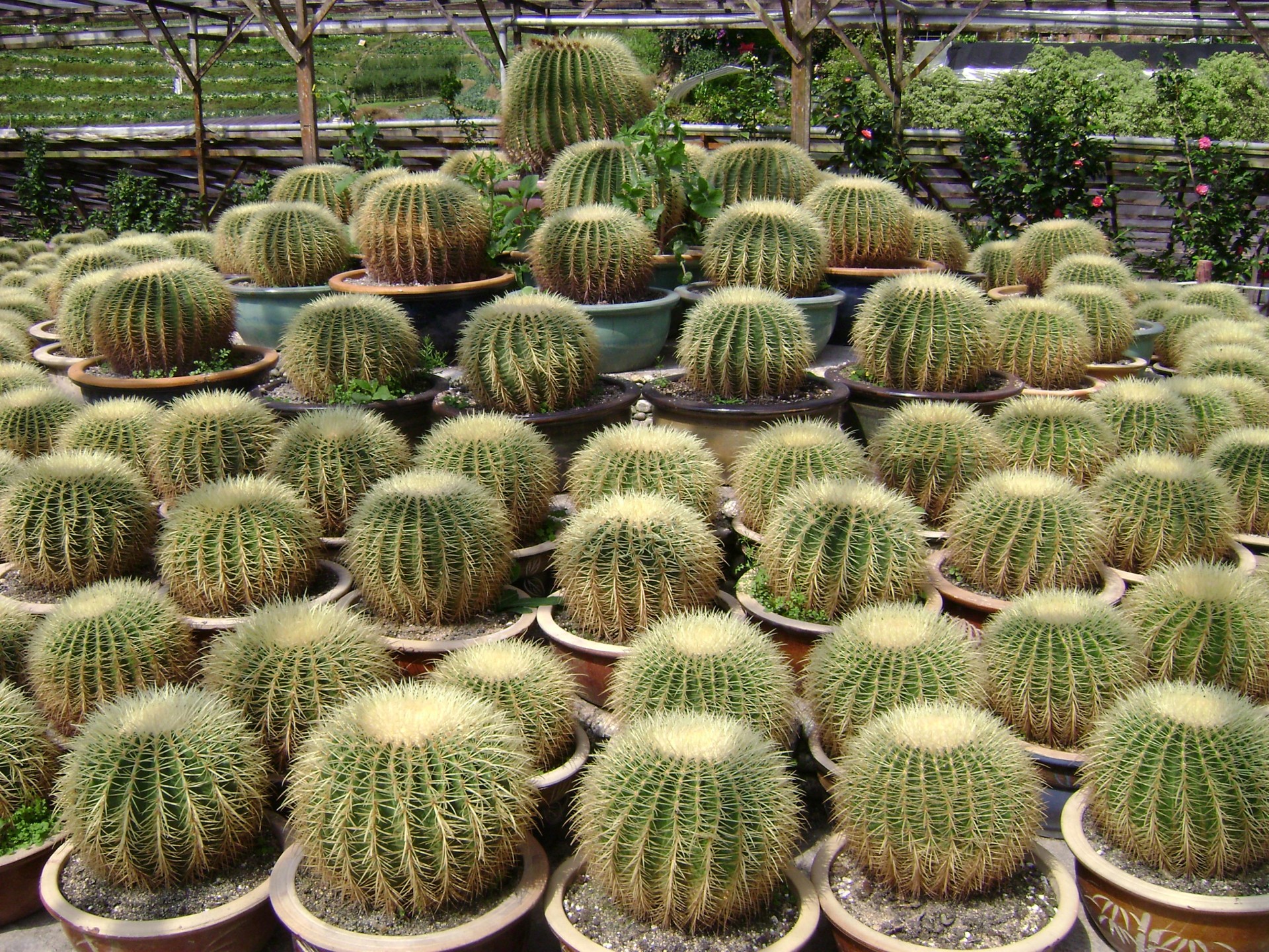 Kaktusas,  Malaizija,  Augalai,  Kaktusai,  Kaktusai,  Smailas,  Dykuma,  Žalias,  Kaktusas, Nemokamos Nuotraukos