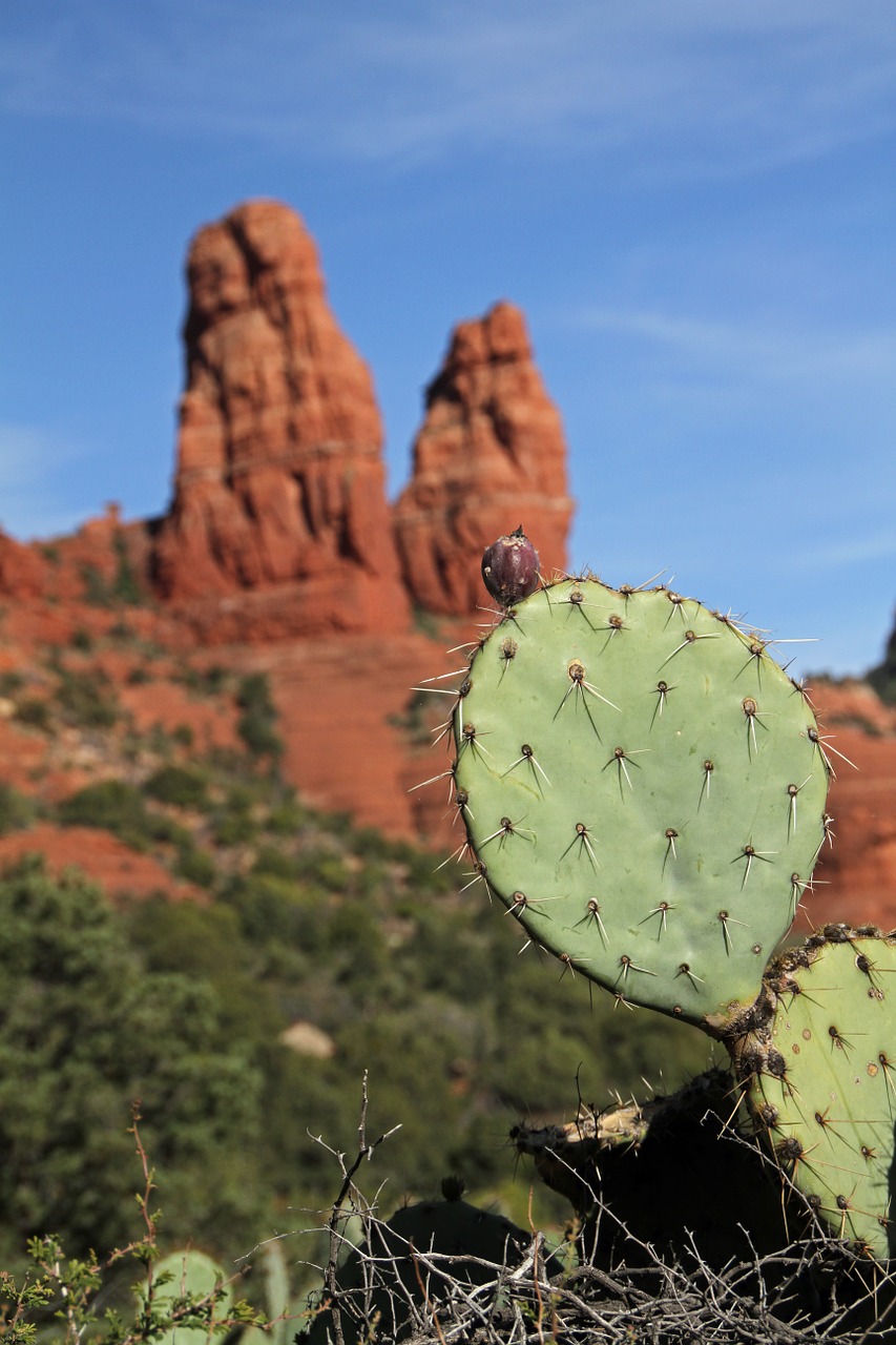 Kaktusas, Sedona, Arizona, Raudonos Uolos, Buttes, Dykuma, Usa, Rokas, Kanjonas, Formavimas