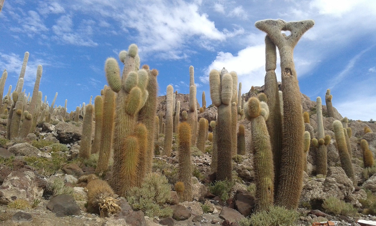 Kaktusas, Bolivija, Uyuni, Gamta, Sala, Salar, Incahuasi, Turizmas, Nemokamos Nuotraukos,  Nemokama Licenzija