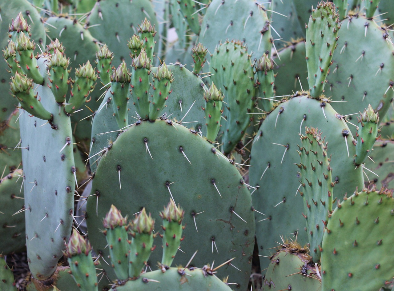 Kaktusas, Kaktusai, Pietvakarius, Pietvakarius, Naujasis Meksikas, Spiglys, Botanika, Dykuma, Dykumos Augalas, Dygliuotas