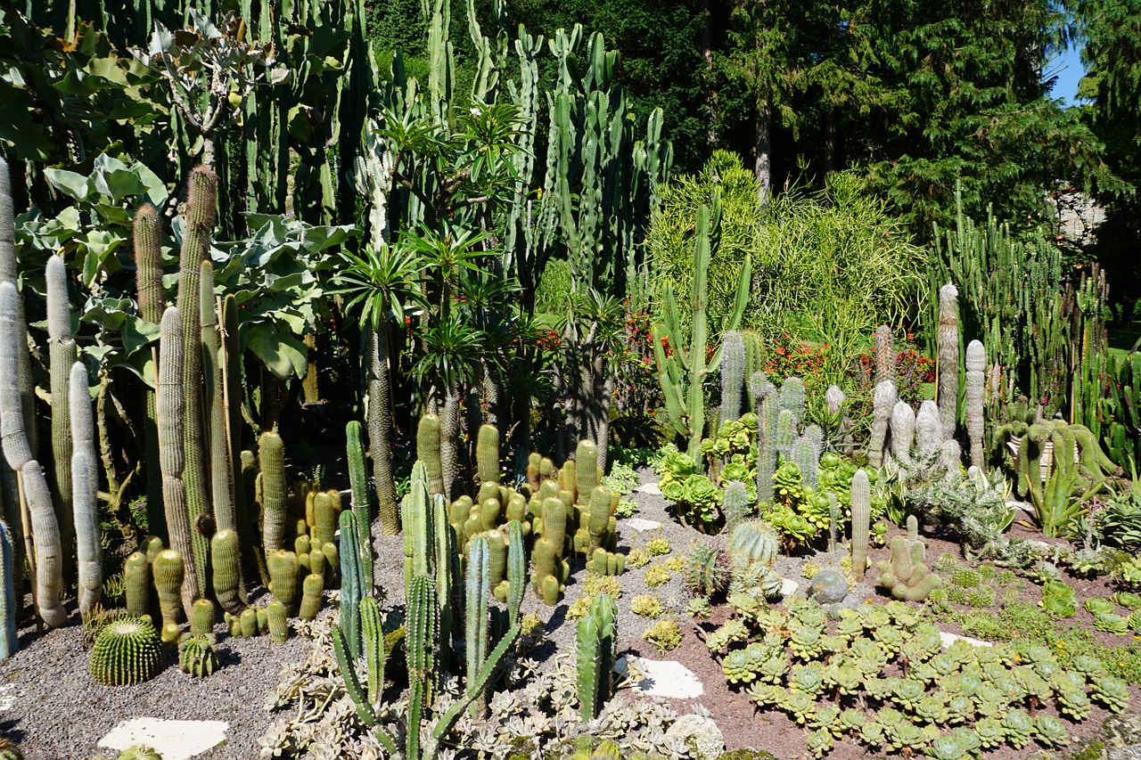Kaktusas, Žalias, Augalas, Botanikos Sodas, Überlingen, Nemokamos Nuotraukos,  Nemokama Licenzija