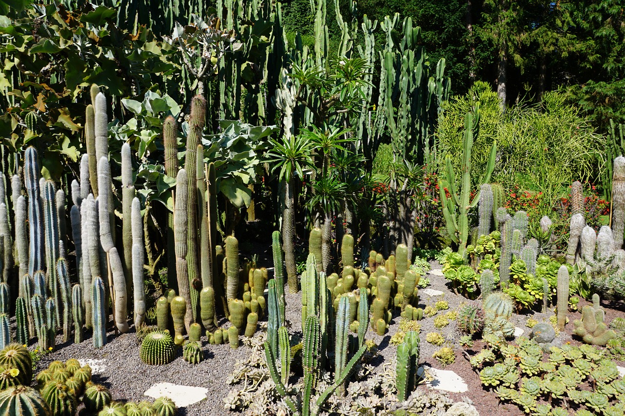Kaktusas, Žalias, Augalas, Botanikos Sodas, Überlingen, Nemokamos Nuotraukos,  Nemokama Licenzija